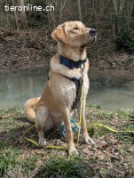 der schöne Bali sucht ein zuhause