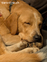 der schöne Bali sucht ein zuhause
