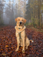 der schöne Bali sucht ein zuhause