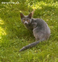 Deria - aus Animalhoarding-Fall