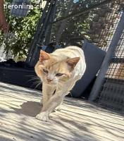 Dexter – ein richtig, richtig cooooler verschmuster Kater