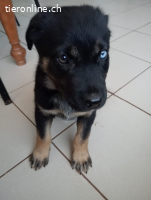 Dexter, ein Sonnenschein für dein Leben