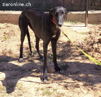 Didi - schüchterne Seele sucht Halt