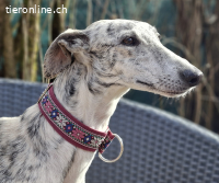 Die bildschöne Galga LUNA sucht feinfühlige Menschen