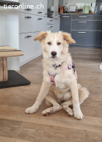 die süsse Nala sucht ein zuhause