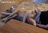 die süsse Nala sucht ein zuhause