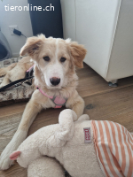 die süsse Nala sucht ein zuhause