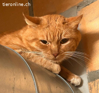 Diego - aus Animalhoarding-Fall