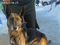 Dike, sucht dringend ein Zuhause