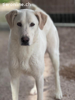 Dimi unser vorsichtiger