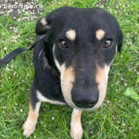 Dinko ein sanfter trauriger Engel