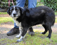 Dino - ich hab da einen leisen Schatz entdeckt