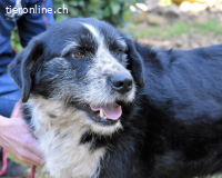 Dino - ich hab da einen leisen Schatz entdeckt