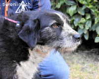 Dino - ich hab da einen leisen Schatz entdeckt