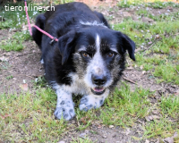 Dino - ich hab da einen leisen Schatz entdeckt