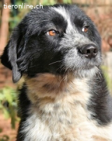 Dino - ich hab da einen leisen Schatz entdeckt