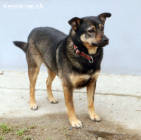 Dino, liebt die Natur und die Menschen