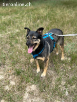 Dino, liebt die Natur und die Menschen