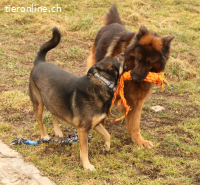 Dino, liebt die Natur und die Menschen