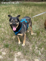 Dino, liebt die Natur und die Menschen