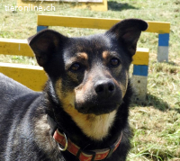 Dino, liebt die Natur und die Menschen