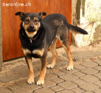 Dino, liebt die Natur