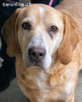 Notfall - Dioneo - Zeit heilt hier nichts...