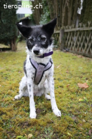 Disy – lebenslustige Herzhündin