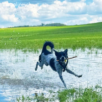 Disy – lebenslustige Herzhündin