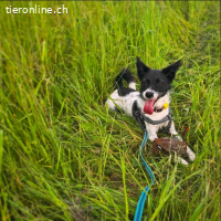 Disy – lebenslustige Herzhündin