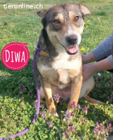 Diwa eine unglaublich liebe Hündin
