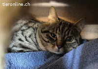 Django - aus Animalhoarding-Fall