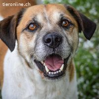 Döme – freundlicher älterer Rüde