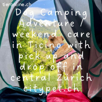 Dog Camping Adventure