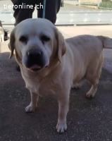 Donatella - unkompliziert