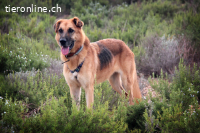 Dora - Die ruhige und freundliche Seniorin sucht ihr Glück