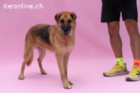 Dora - Die ruhige und freundliche Seniorin sucht ihr Glück