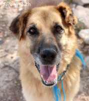 Dora - Die ruhige und freundliche Seniorin sucht ihr Glück