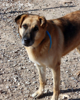 Dora - Die ruhige und freundliche Seniorin sucht ihr Glück