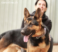 Dorel-2 , wunderschöner Schäfermix