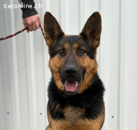 Dorel-2 , wunderschöner Schäfermix