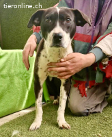 Dotty....verschmuste Hündin sucht ihre Menschen
