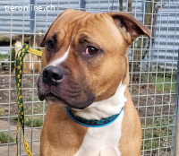 Dozer, ca 4 Jahre, männl, Pitbull, sehr aktiv