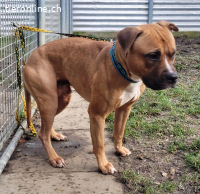 Dozer, ca 4 Jahre, männl, Pitbull, sehr aktiv