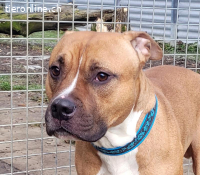 Dozer, ca 4 Jahre, männl, Pitbull, sehr aktiv