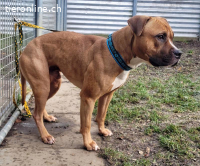 Dozer, ca 4 Jahre, männl, Pitbull, sehr aktiv