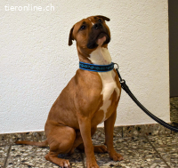 Dozer, ca 4 Jahre, männl, Pitbull, sehr aktiv