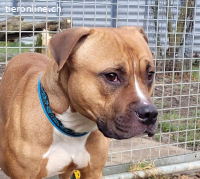 Dozer, ca 4 Jahre, männl, Pitbull, sehr aktiv