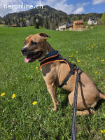 Dozer, ca 4 Jahre, männl, Pitbull, sehr aktiv