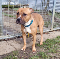 Dozer, ca 4 Jahre, männl, Pitbull, sehr aktiv